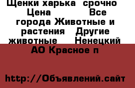 Щенки харька! срочно. › Цена ­ 5 000 - Все города Животные и растения » Другие животные   . Ненецкий АО,Красное п.